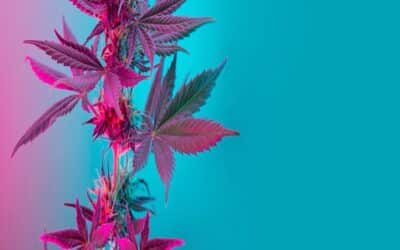 How are New Weed Strains Created?